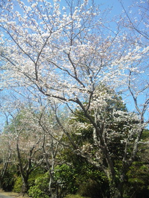 綺麗な桜♪