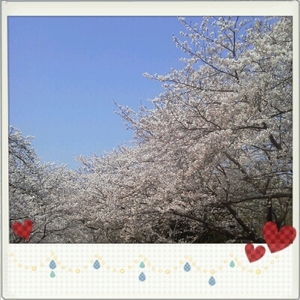 桜の季節は短い
