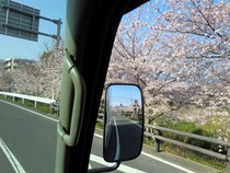 桜咲く･･･