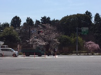 東京では桜が咲いてますね。春を感じます。