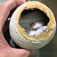 ココナッツの殻でランの鉢を作る。