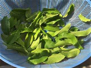 グアバ茶を作った・・・男の食彩