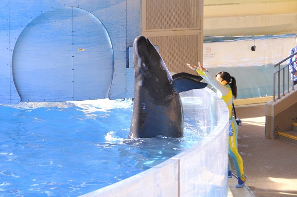 เพลิดเพลินไปกับโชนันในฤดูร้อนแบบสุดคุ้มกับ Enoshima Kamakura Freepass