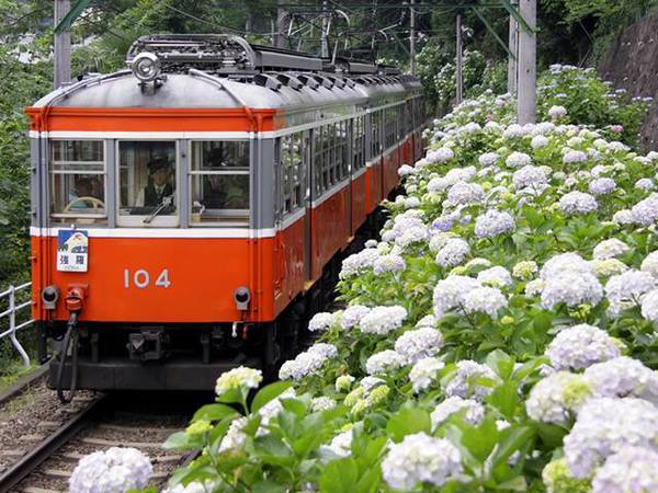 ขึ้นรถไฟชมดอกไฮเดรนเยียกับ Ajisai Train ด้วย Hakone Free Pass