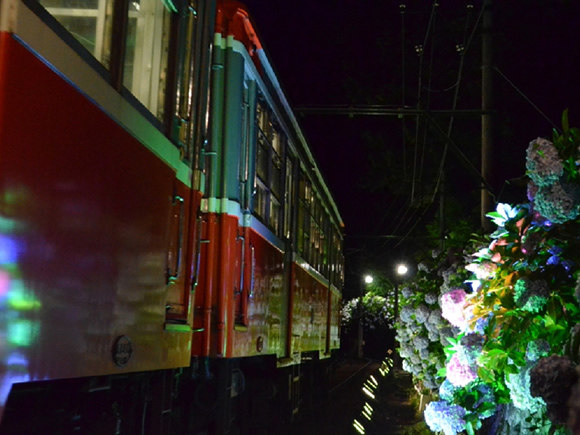 รถไฟอะจิไซ ต้อนรับฤดูกาลดอกไฮเดรนเยียของฮาโกเน่