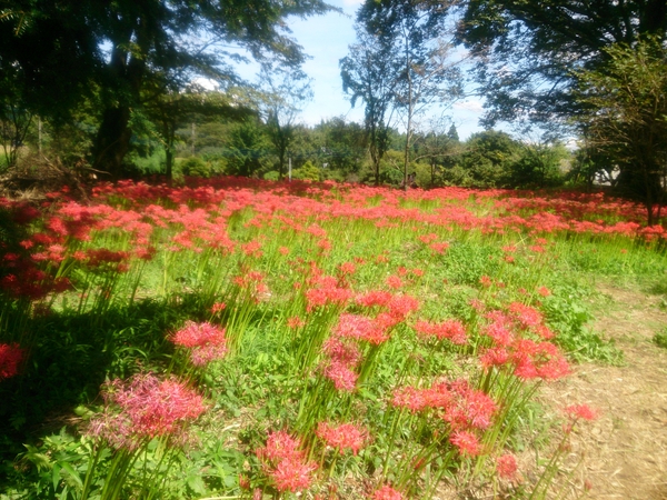 เทศกาลชมดอกไม้สีแดง ฮิคังบานะ ที่สุสานโบราณในจังหวัดโออิตะ