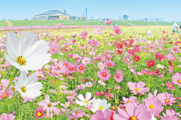 ดอกไม้แสนสวยงามในฤดูใบไม้ร่วงที่สามารถหาชมได้ในจังหวัดไซตามะ
