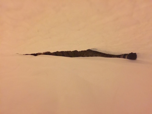 毛むくじゃらの湯たんぽ 毛むくじゃらの湯たんぽ