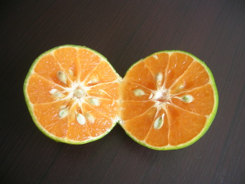 サイナムイン・オレンジ「ส้มสายน้ำผึ้ง」